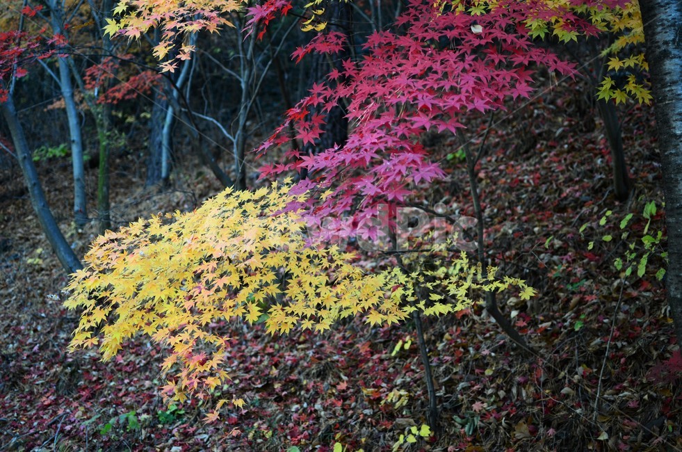단풍나무,단풍나뭇과,가을,가을단풍,산,자연,autumn,가을,계절,fall,autumn,season,plant,식물,leaf,잎,tree,나무,maple,단풍