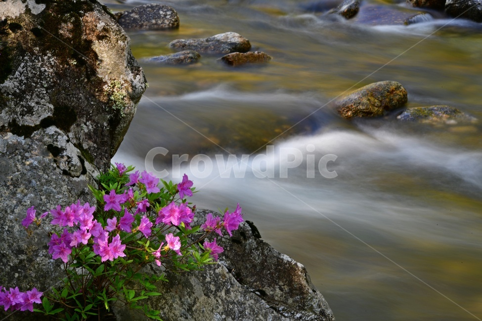 전북,남원,산내면,달궁,달궁계곡,수달래,계곡,달궁수달래,물흐름,water,물,nature,자연,outdoors,옥외,plant,식물,flower,blossom,꽃
