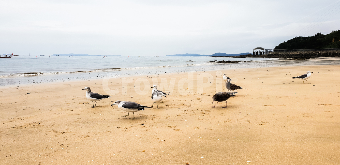 갈매기때,바닷가,갈매기,하늘,바다,beach,sea,animal,birds,새,조류,여유,훙경,해변