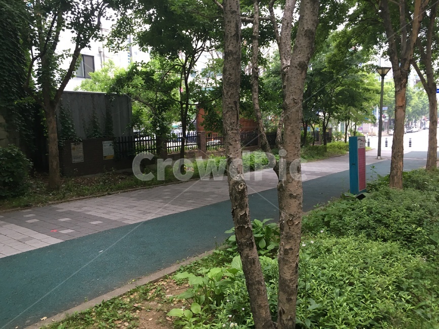 나무,tree,식물,자연,nature,경치,landscape,풍경,scenery