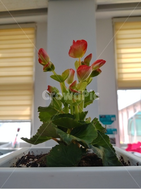 베고니아,꽃,사무실,오피스가드닝,가드닝,식물,식물,자연,plants,nature,꽃,flower