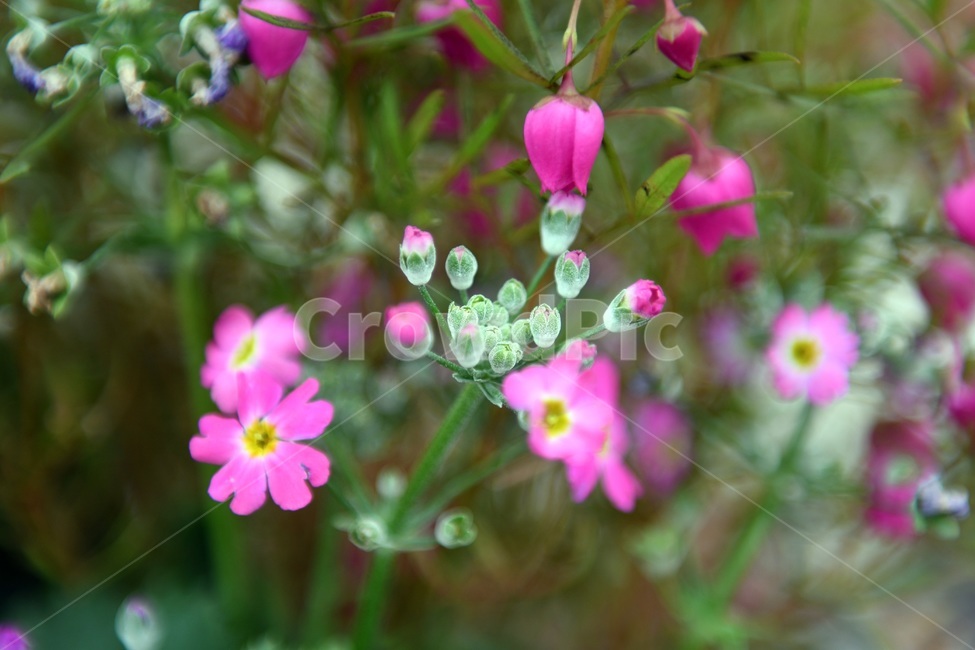 식물,꽃,감성사진,자연,flower,꽃사진,봄,봄꽃,계절,감성,4월,spring,힐링,자연풍경,풍경,봄,계절,spring,season,식물,자연,plants,nature,꽃,flower,geranium,제라늄,blossom,plant