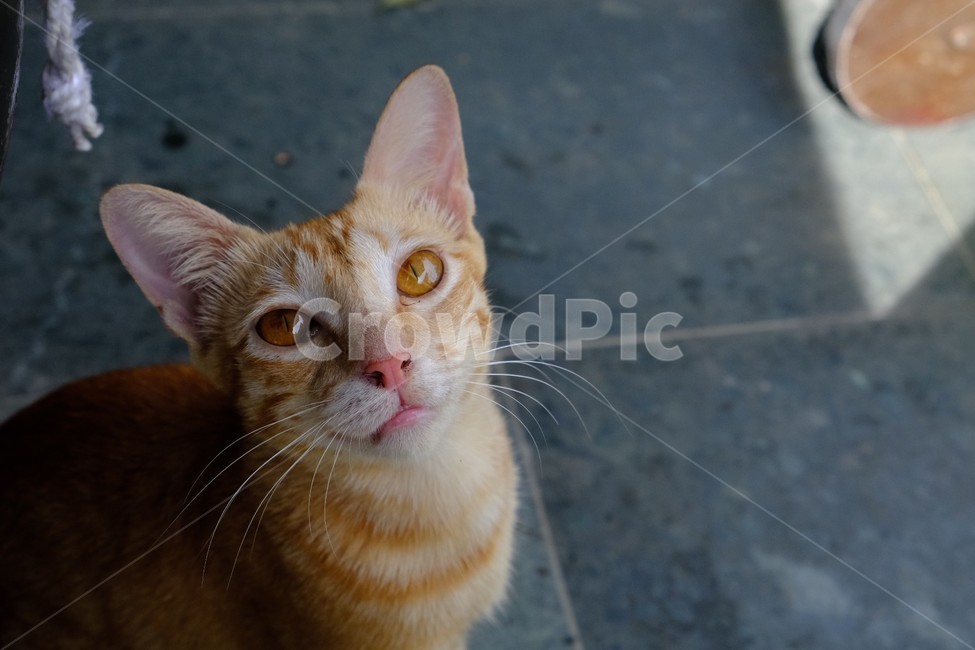cat,animal,pet,mammal,고양이,vietnamcat,베트남고양이,애완동물,동물,동물,animal,포유류,mammal