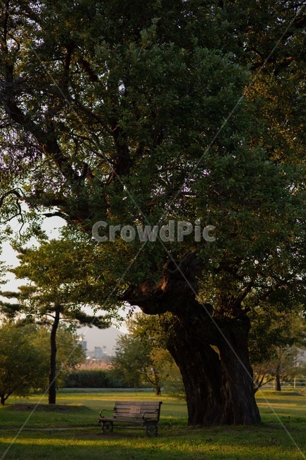 분위기,노을,감성,의자,나무,자연,풍경,nature,landscape,tree,tree trunk,나무 줄기,plant,식물,bench,벤치