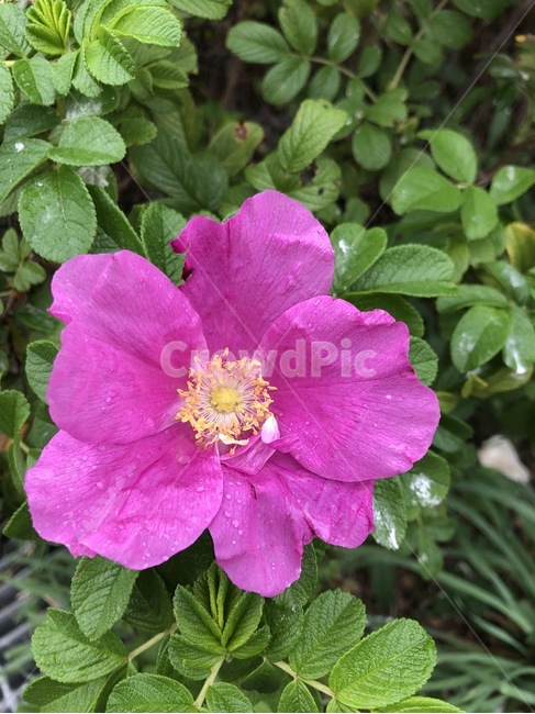 꽃,식물,자연,분홍,노랑,초록,flower,hana,plants,shokubutsu,nature,pink,pinku,yellow,kiiro,green,midori,식물,자연,plants,nature,꽃,flower