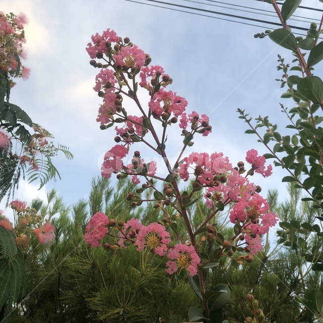 백일홍,베롱나무,간지럼나무,연분홍꽃,목백일홍,plant,식물