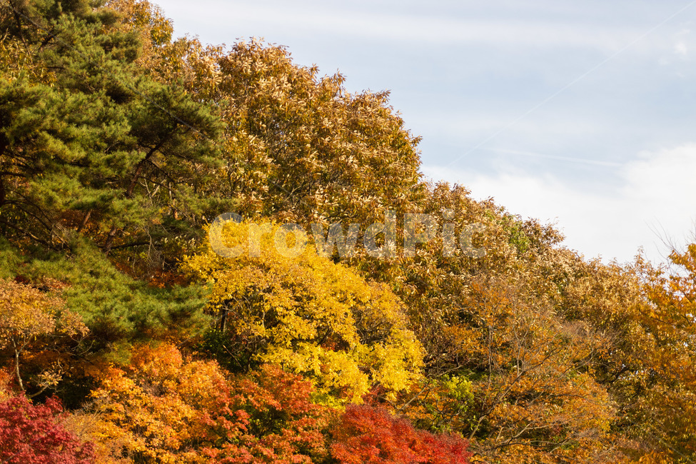 가을,영광,불갑사,낙엽,하늘,전라남도,영광군,가을,계절,fall,autumn,season,자연,풍경,nature,landscape,tree,나무,plant,식물