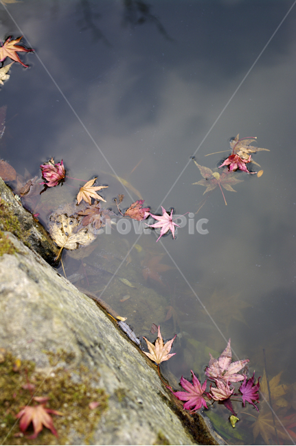가을,fall,식물,plant,단풍,잎,color,연못,가을,계절,fall,autumn,season,leaf,tree,나무