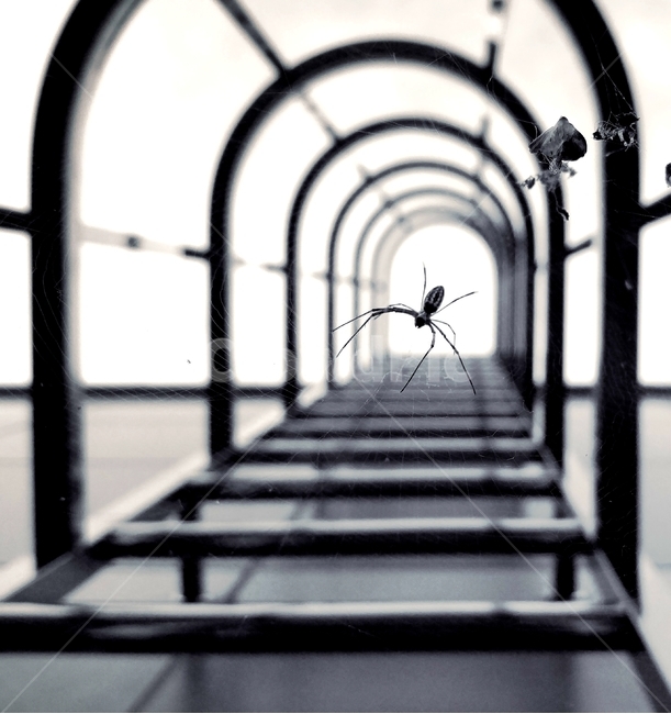 터널,사다리,거미줄,거미,통로,gate,동물,animal,곤충,벌레,insect,bug