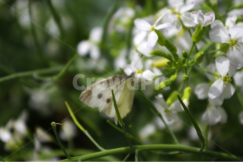 꽃,꽃밭,나비,곤충,bug,betterfly,wing,flower,동물,animal,곤충,벌레,insect,bug