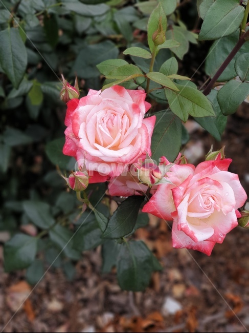 분홍장미,연분홍장미,rose,장미꽃,꽃,알록달록장미,장미밭,분홍꽃,자연,식물,장미원,장미,야외,꽃축제
