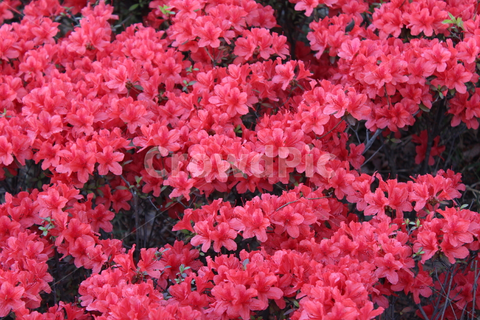 꽃,철쭉,야생화,길꽃,진달래,봄,계절,spring,season,식물,자연,plants,nature,꽃,flower,geranium,제라늄,plant,blossom