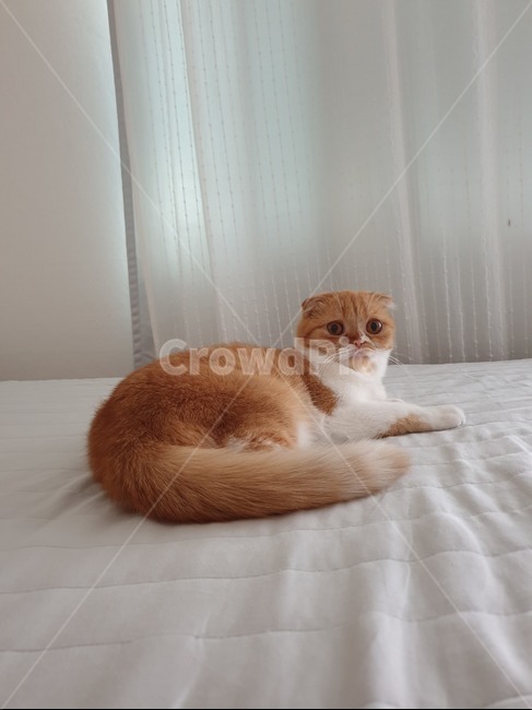 고양이,반려묘,cat,스코티쉬폴드,슈렉고양이,동물,animal,포유류,mammal,고양이,cat,kitten,kitty