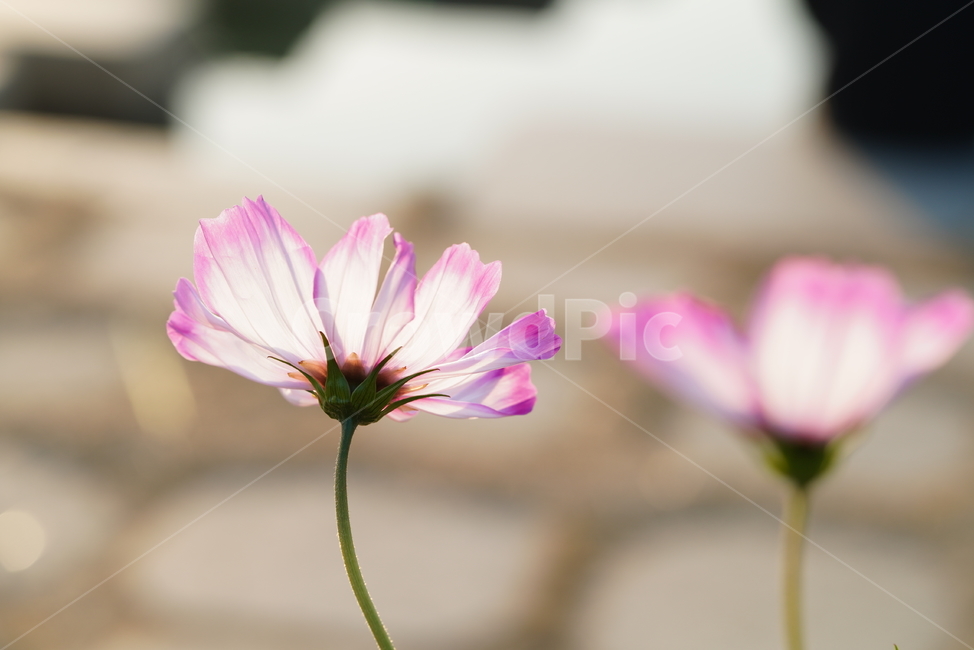 꽃,가을,계절,생명,생물,플라워,flower,코스모스,plant,식물,가을,계절,fall,autumn,season,식물,자연,plants,nature,꽃,flower