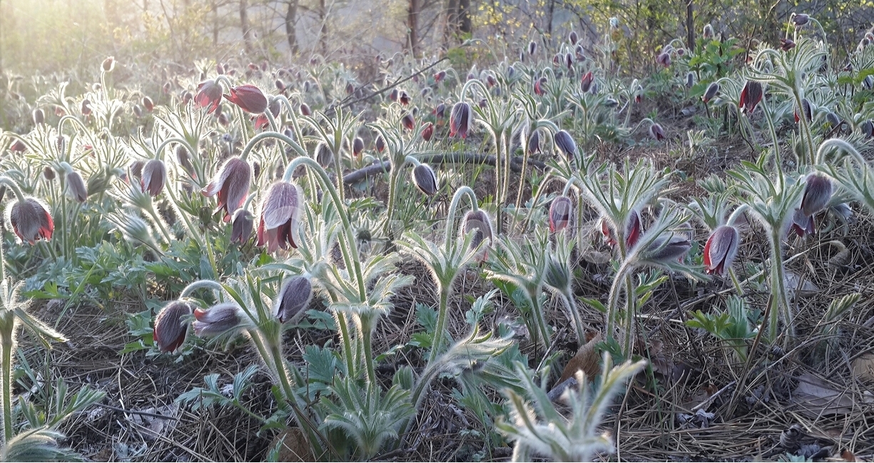 할미꽃,봄꽃,봄,저녁노를,들꽃,4월,식물,pasqueflower,april,sunset,wildflower,자주빛,할머니,spring,식물,자연,plants,nature,꽃,flower