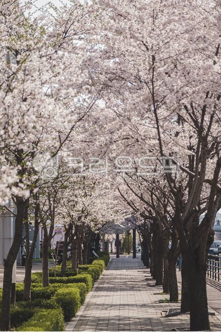 pink,countryside scenery,Cherry Blossom,cherryblossom,cherryblossoms,flower road,spring flowers,spring,cloud,beautiful,At sunset,petal,romantic,sight,sky,floral,sakura,countryside,tree,flower,cherry blossom tree,cherry blossom road,sunset,evening sky,land