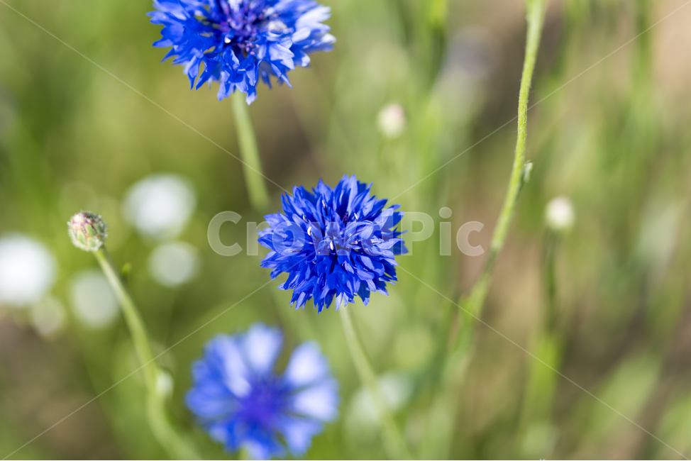 수레국화,국화,매크로,수레국화꽃,cornflower,식물,자연,plants,nature,꽃,flower