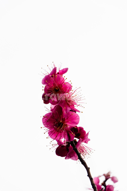 매화,매화꽃,매실꽃,홍매화,적매화,빨간매화,봄,계절,spring,season,식물,자연,plants,nature,꽃,flower,plant,blossom