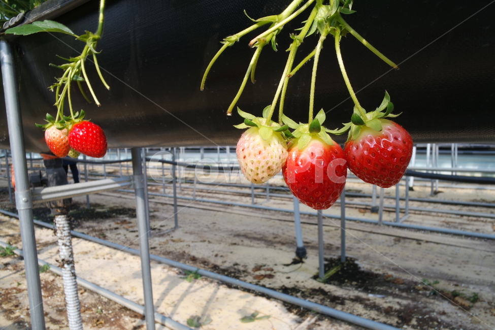 strawberry,과일,딸기체험,딸기농장,plant,식물,fruit,food,음식,딸기