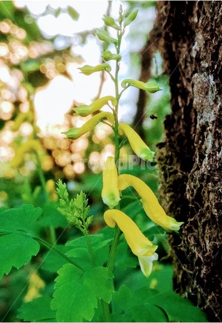 들꽃,봄,봄꽃,야생화,꽃,식물,자연,plants,nature,꽃,flower