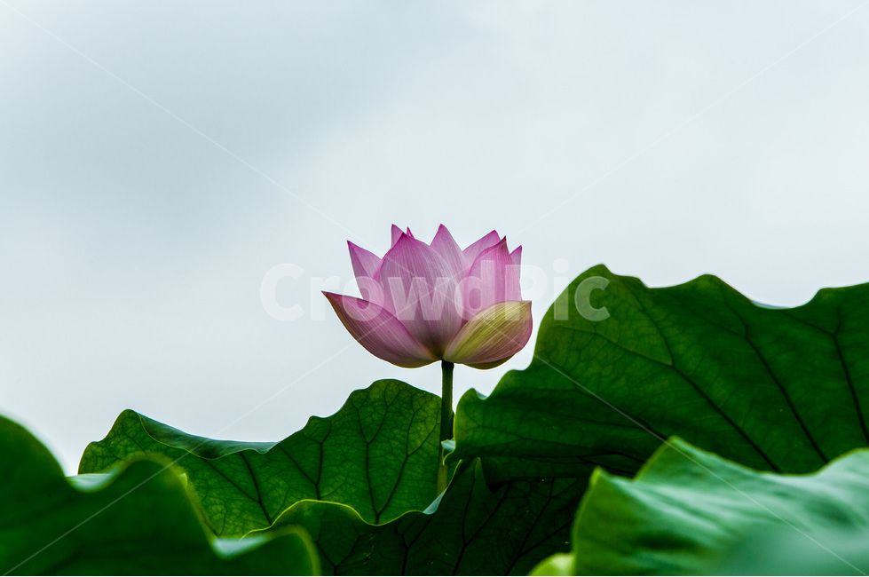 연잎,연꽃,문양,무늬,관곡지,식물,자연,plants,nature,꽃,flower