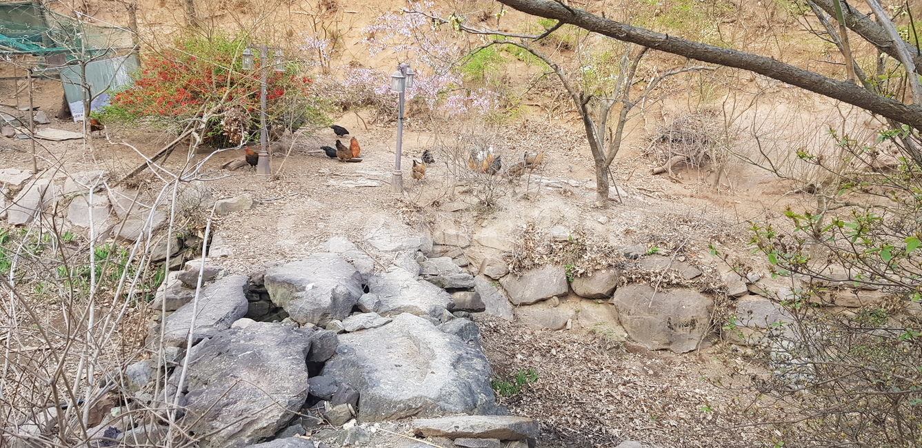 돌다리,등산,숲,풍경,나무