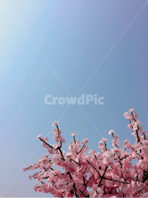 벚꽃,꽃,하늘,하늘과꽃,하늘아래꽃,분홍색,분홍색꽃