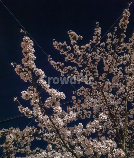 봄,꽃,벚꽃,분홍색,blossom,풍경,자연,나무,꽃잎,봄,계절,spring,season,야경,밤,풍경,nightscape,night,landscape,식물,자연,plants,nature,꽃,flower,나무,trees,wood,plant
