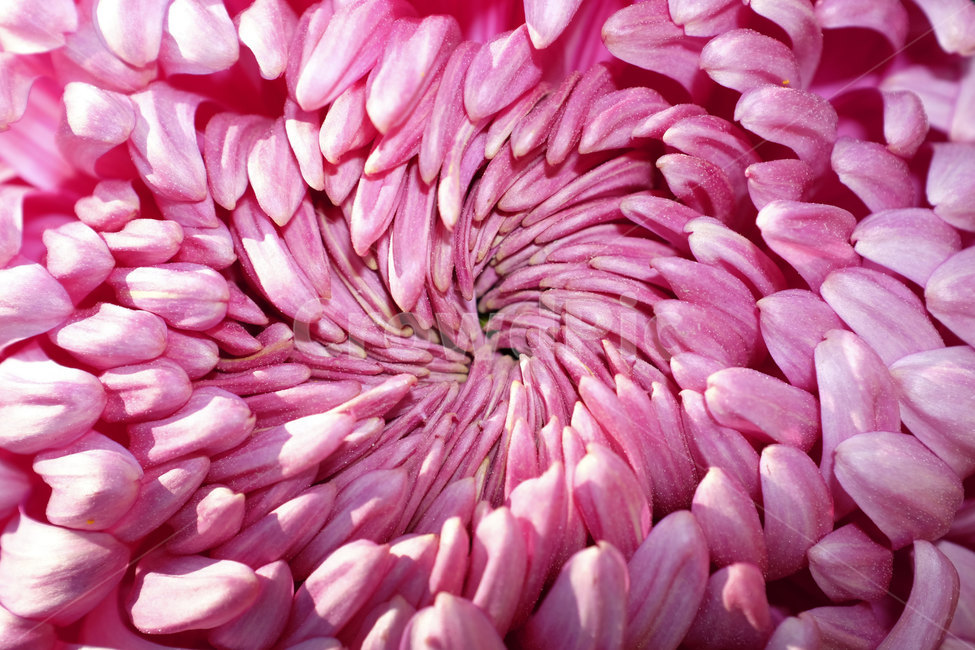 꽃,국화,접사,가을,계절,season,fall,closeup,nature,autumn,plants,식물,자연,plants,nature,꽃,flower