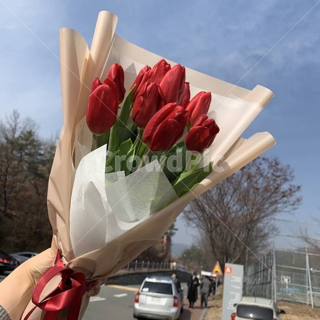 졸업,졸업식,꽃,꽃다발,튤립,선물,빨간튤립