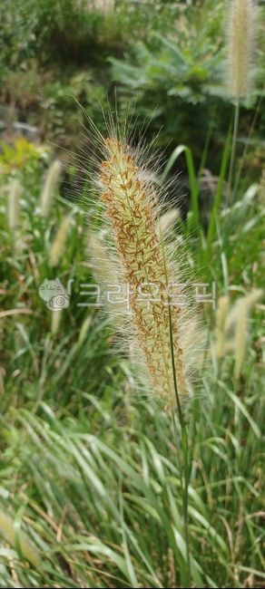 스크렁,벼과,여름,foxtailfountaingrass,공원