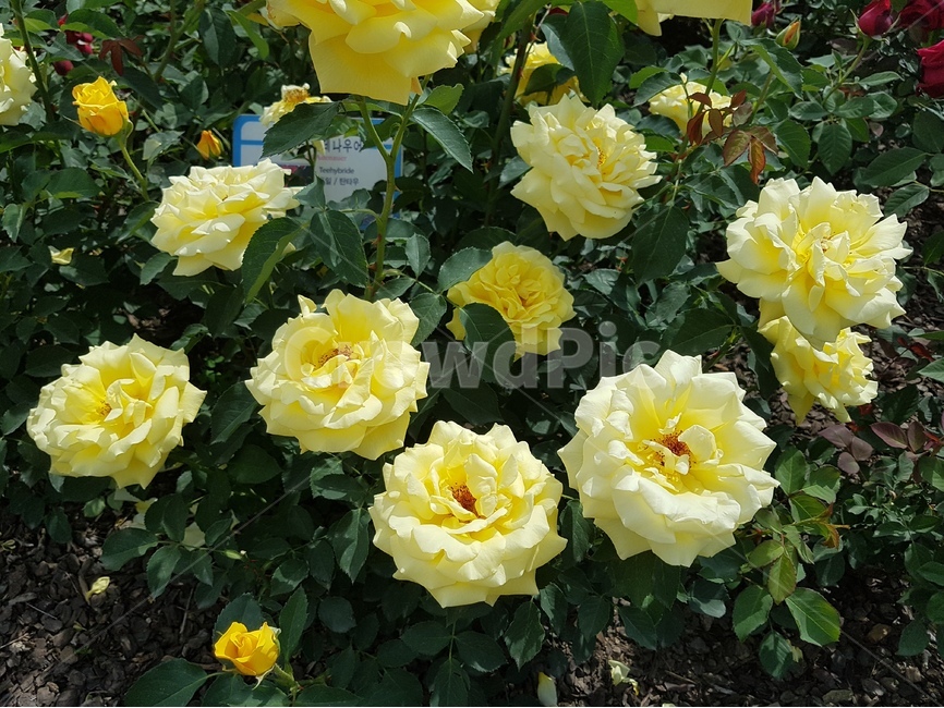 장미,노랑,꽃,곡성,축제,봄,계절,spring,season,식물,자연,plants,nature,꽃,flower,plant,blossom,peony,모란