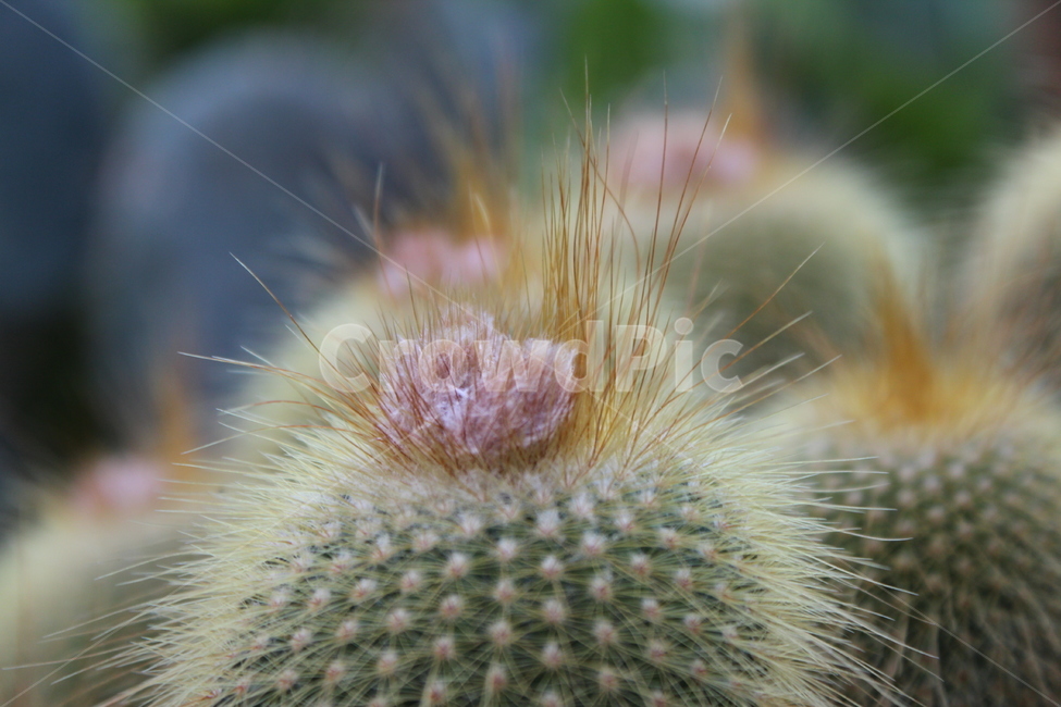 꽃,자연,nature,flowers,background,식물,자연,plants,nature,꽃,flower