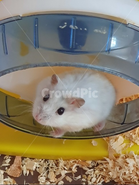 애완동물,햄스터,쳇바퀴돌리는햄스터,귀여운,동물