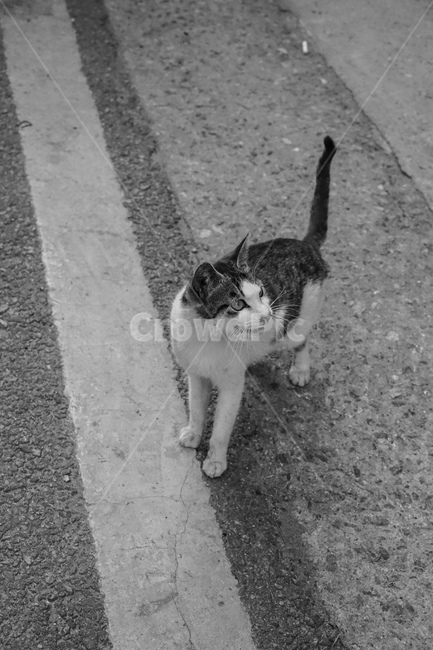길고양이,고양이,흑백,cat,길냥이,동물,동물,animal,포유류,mammal,고양이,cat,kitten,kitty,흑백,모노톤,monochrome,black and white