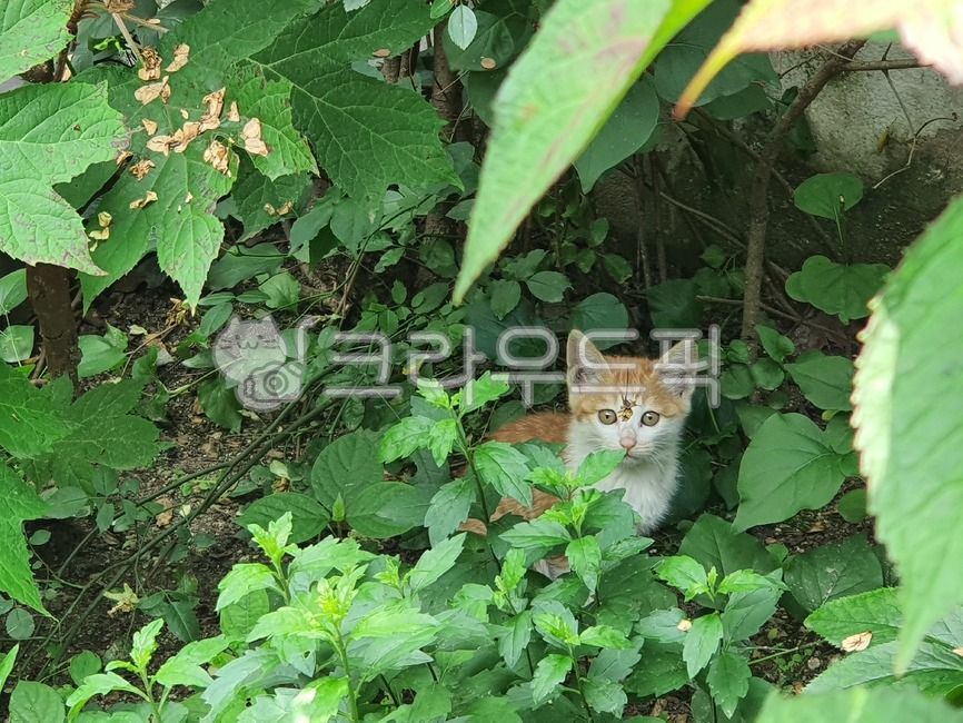 kitten,stray cat,nature,cat,plant,animal,kitty