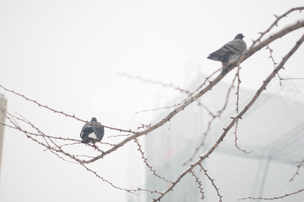 눈,겨울,비둘기,차가움,나무가지,겨울,계절,winter,season,동물,animal,조류,새,birds