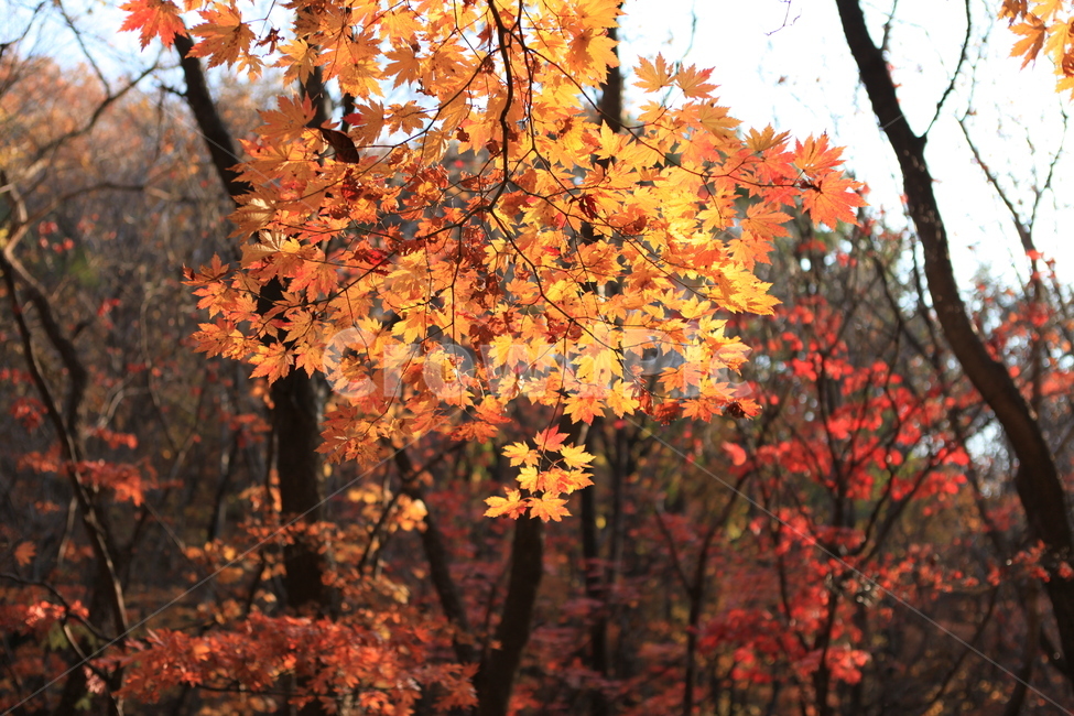 가을,단풍,나무,숲,만추,가을,계절,fall,autumn,season,식물,자연,plants,nature,leaf,잎,plant,tree,maple
