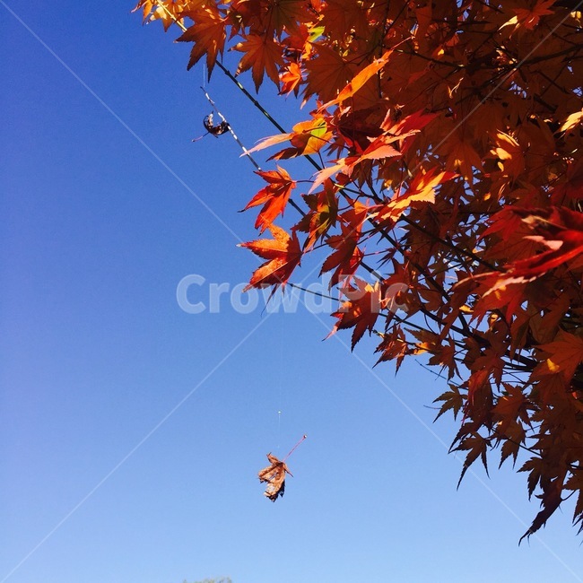 잎,tree,나무,단풍,가을