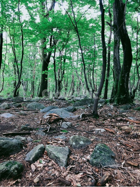 숲,나무,녹음,자연,돌,자연,풍경,nature,landscape,ground,바닥,tree,plant,식물,vegetation,초목