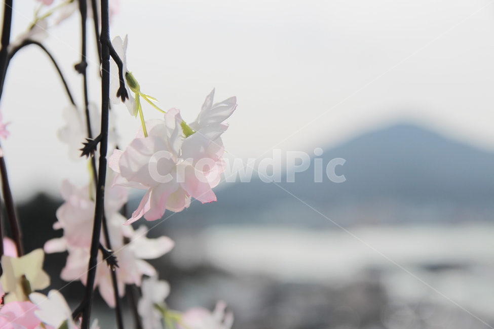 자연,꽃,산,flower,nature