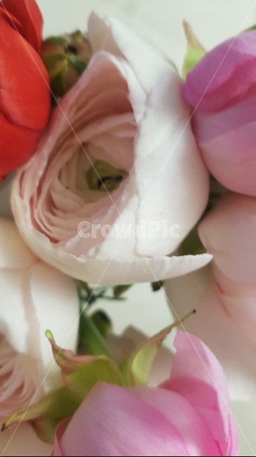 장미,blossom,꽃,flower,식물,plant