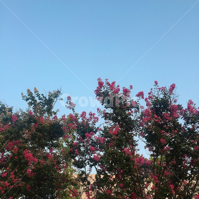 꽃,벚꽃,하늘,sky,flower,풍경