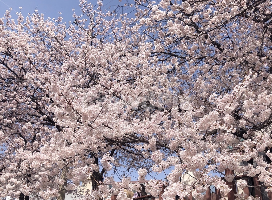벚꽃,벚꽃하늘,풍경,하늘,분홍,봄,계절,spring,season,식물,자연,plants,nature,꽃,flower,plant,blossom