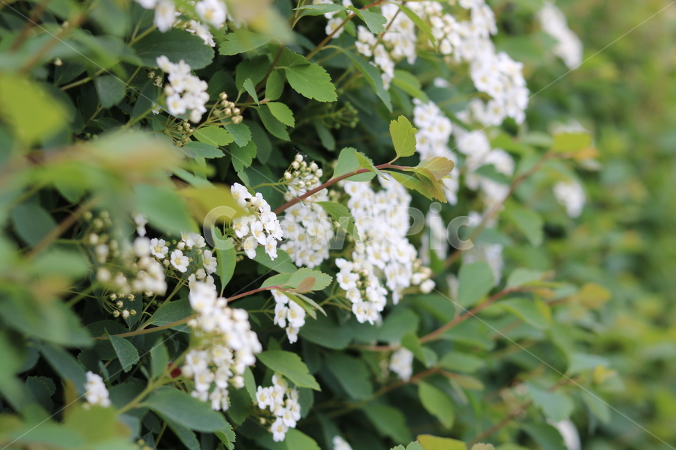 꽃,들꽃,야생화,flower,식물,식물,자연,plants,nature,꽃,flower