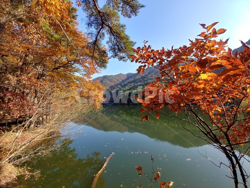 졸참나무,졸참나무단풍,참나무,가을단풍,단풍,자연,나무,가을,계절,fall,autumn,season,leaf,잎,plant,식물,tree,maple