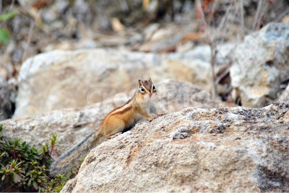 산,다람쥐,동물,짐승,산짐승,설치류,chipmunk,야생동물,포유류,동물,animal,포유류,mammal