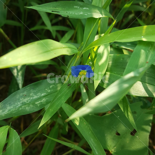 꽃,자연,풀,싱그러움,flower,nature,식물,자연,plants,nature,꽃,flower