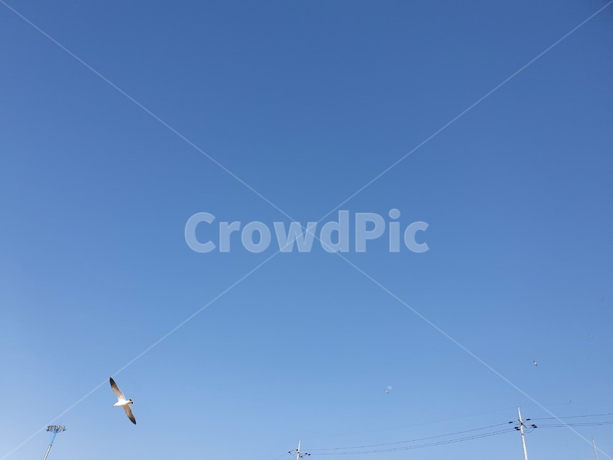 하늘,오후,새,갈매기,봄,동물,animal,조류,새,birds