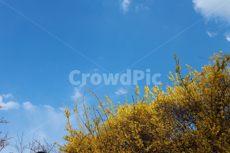 배경화면,wallpaper,감성,계절,봄,바람,하늘,산책,yellow,blue,파랑,노랑,꽃,개나리,축제,공원,산,봄,계절,spring,season